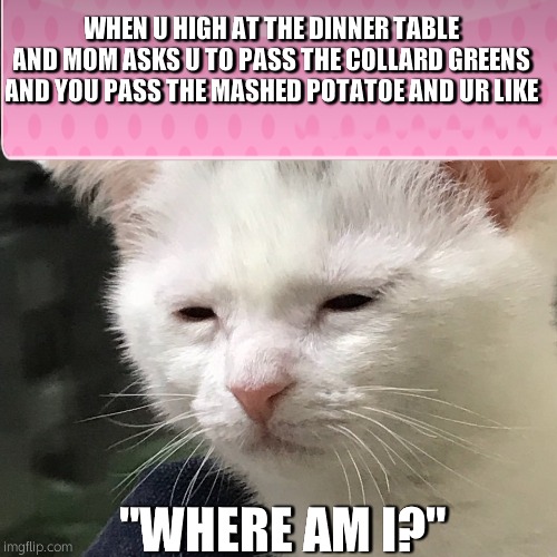 "Where Am I?" |  WHEN U HIGH AT THE DINNER TABLE
AND MOM ASKS U TO PASS THE COLLARD GREENS
AND YOU PASS THE MASHED POTATOE AND UR LIKE; "WHERE AM I?" | image tagged in cats,high,dinner,table | made w/ Imgflip meme maker