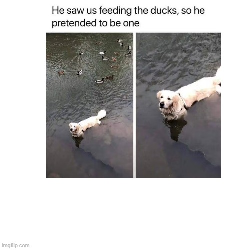 sadness | image tagged in help,that,dog | made w/ Imgflip meme maker