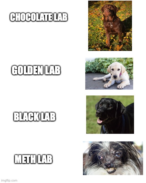 an awesome title |  CHOCOLATE LAB; GOLDEN LAB; BLACK LAB; METH LAB | image tagged in memes,blank transparent square | made w/ Imgflip meme maker