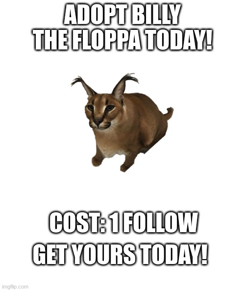 ADOPT BILLY THE FLOPPA | ADOPT BILLY THE FLOPPA TODAY! COST: 1 FOLLOW; GET YOURS TODAY! | image tagged in white rectangle,floppa,adoption,billy the floppa | made w/ Imgflip meme maker