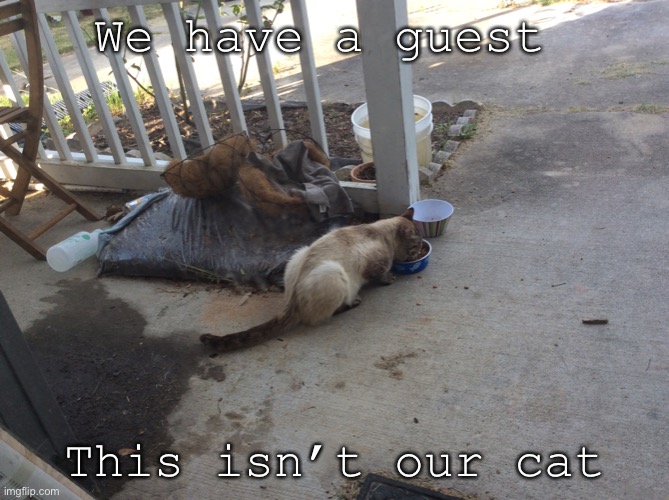 He’s been coming for food for the past 2 months | We have a guest; This isn’t our cat | made w/ Imgflip meme maker