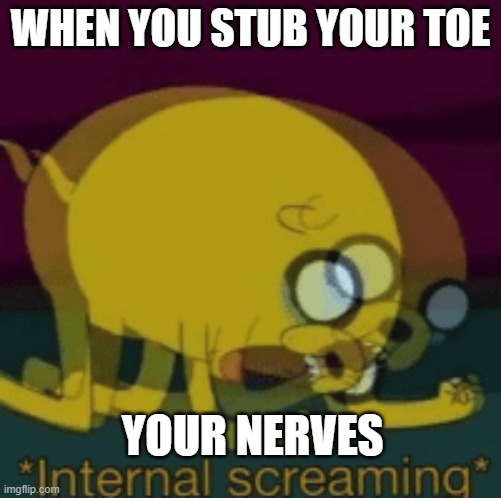 Jake The Dog Internal Screaming | WHEN YOU STUB YOUR TOE; YOUR NERVES | image tagged in jake the dog internal screaming,toes,pain,jake,funny,screaming | made w/ Imgflip meme maker