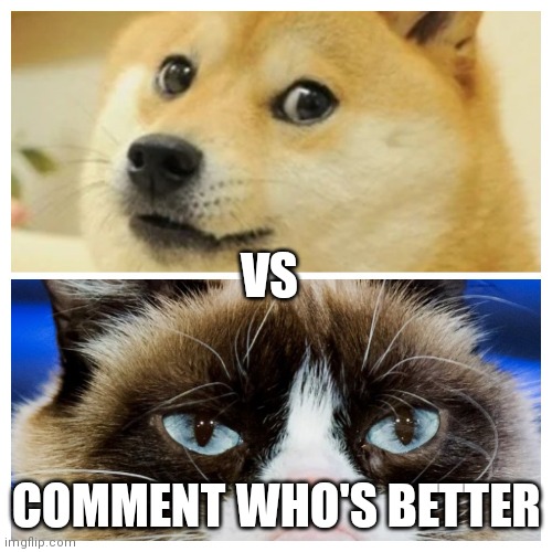 Grumpy cat vs doge coin dog | VS; COMMENT WHO'S BETTER | image tagged in doge,grumpy cat | made w/ Imgflip meme maker