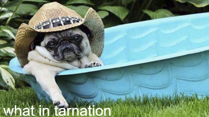 pug what in tarnation | what in tarnation | image tagged in pug what in tarnation | made w/ Imgflip meme maker