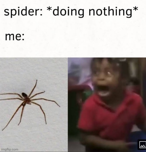 *loud screaming* | image tagged in spider,nothing,scared | made w/ Imgflip meme maker