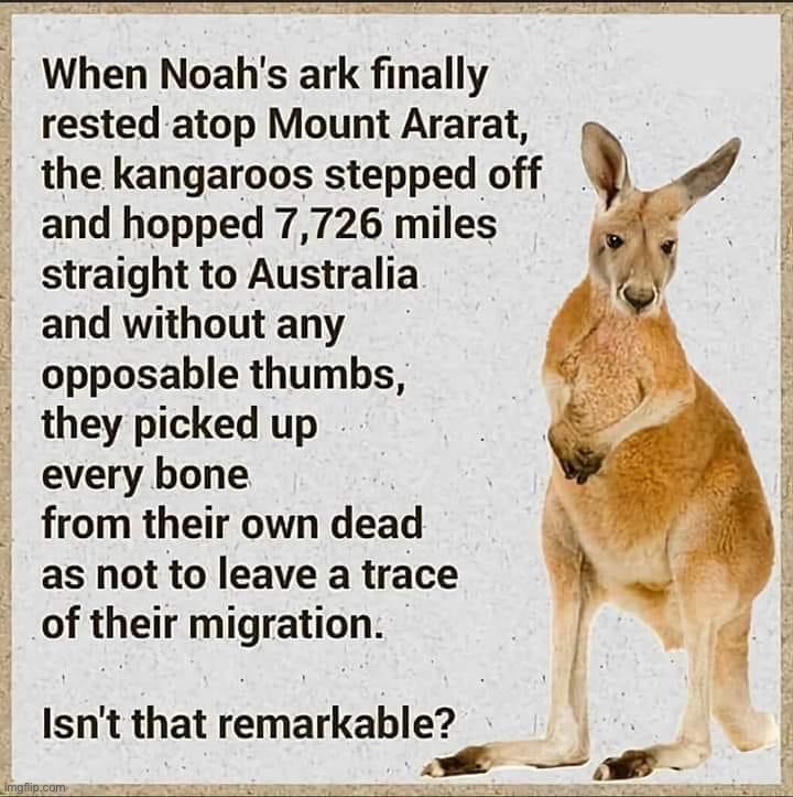 Kangaroos on Noah’s Arc | image tagged in kangaroos on noah s arc | made w/ Imgflip meme maker