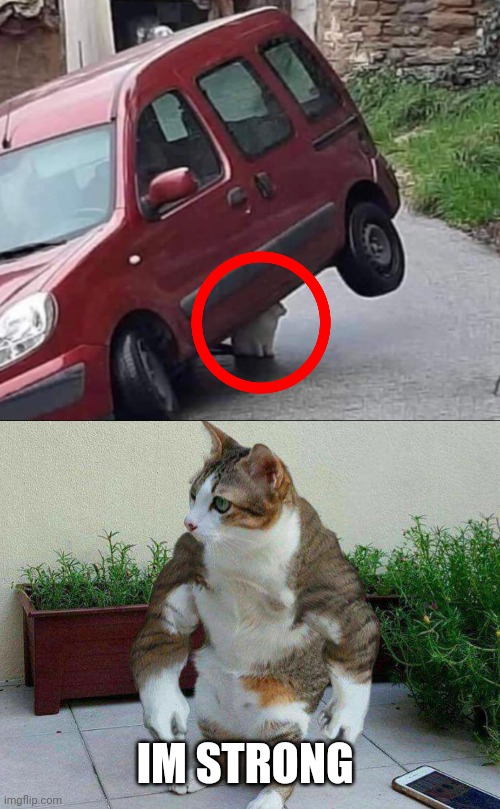 Found Footage of a strong cat! | IM STRONG | image tagged in buff cat,memes | made w/ Imgflip meme maker