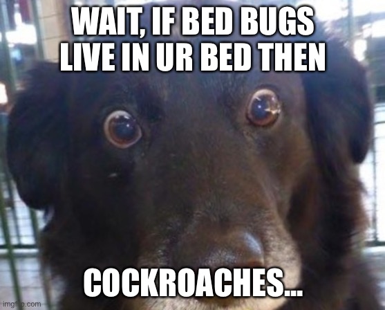 ik its a original...  but like | WAIT, IF BED BUGS LIVE IN UR BED THEN; COCKROACHES... | image tagged in realizing dog | made w/ Imgflip meme maker