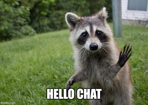 Raccoon waving | HELLO CHAT | image tagged in raccoon waving | made w/ Imgflip meme maker