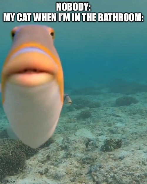 Staring fish | NOBODY:
MY CAT WHEN I’M IN THE BATHROOM: | image tagged in staring fish | made w/ Imgflip meme maker