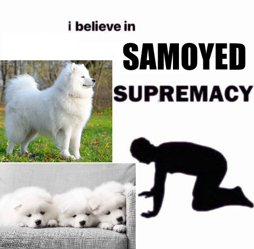 Samoyed Supremacy |  SAMOYED | image tagged in i believe in supremacy | made w/ Imgflip meme maker