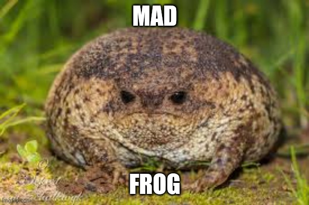 Mad frog | MAD; FROG | image tagged in funny | made w/ Imgflip meme maker