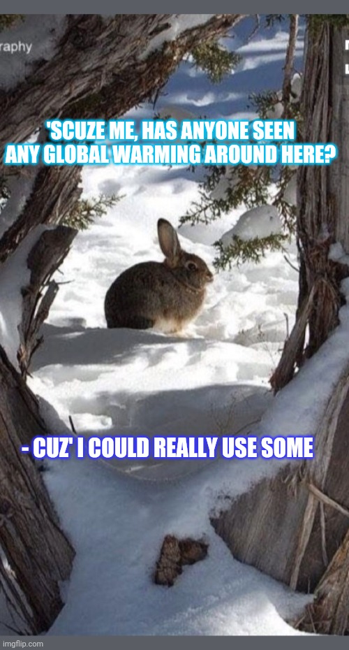 Bunny is chilly | 'SCUZE ME, HAS ANYONE SEEN ANY GLOBAL WARMING AROUND HERE? - CUZ' I COULD REALLY USE SOME | image tagged in cute,bunny,climate change,hoax | made w/ Imgflip meme maker