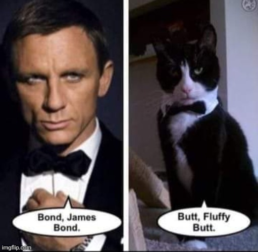 image tagged in james bond,cats | made w/ Imgflip meme maker