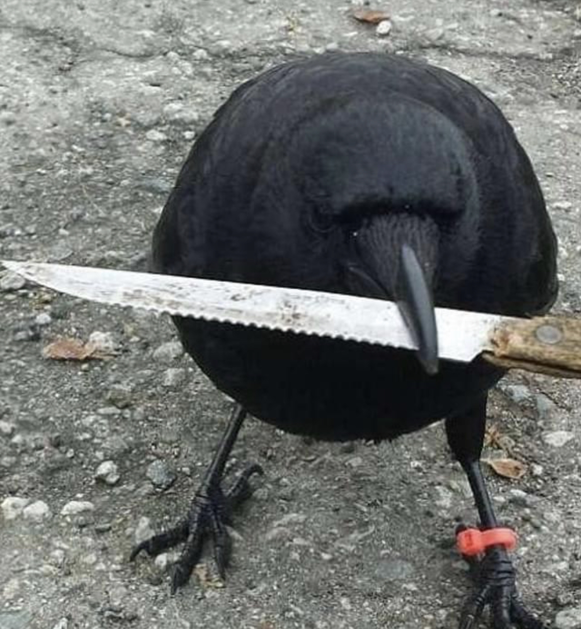 Raven with knife Blank Meme Template