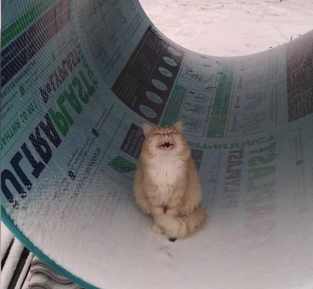 High Quality Cat laughing in tube Blank Meme Template