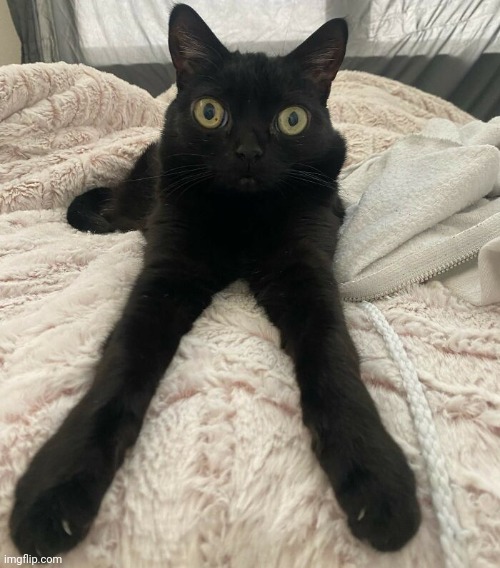 Longleg Jinx | image tagged in longleg jinx | made w/ Imgflip meme maker