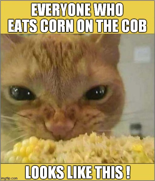 Nom Nom Nom ! | EVERYONE WHO EATS CORN ON THE COB; LOOKS LIKE THIS ! | image tagged in cats,nom nom nom,corn | made w/ Imgflip meme maker