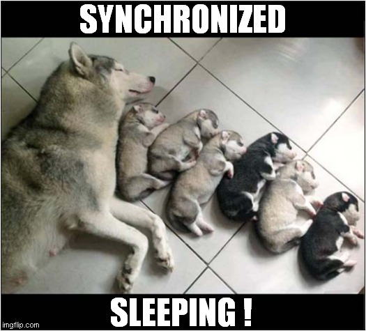 To Make You Smile ! | SYNCHRONIZED; SLEEPING ! | image tagged in dogs,to make you smile,synchronised,sleeping | made w/ Imgflip meme maker