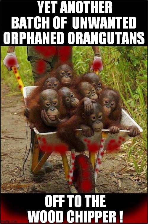 Someone's Enjoying Their Job ! | YET ANOTHER BATCH OF  UNWANTED ORPHANED ORANGUTANS; OFF TO THE WOOD CHIPPER ! | image tagged in orangutan,wood chipper,dark humour | made w/ Imgflip meme maker