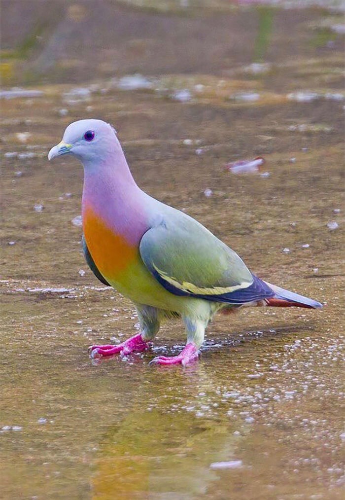 Pink-Necked Green Pigeon | image tagged in awesome,pics,photography | made w/ Imgflip meme maker