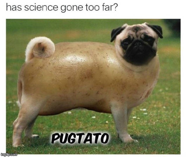 image tagged in dogs | made w/ Imgflip meme maker
