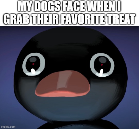 Pingu stare | MY DOGS FACE WHEN I GRAB THEIR FAVORITE TREAT | image tagged in pingu stare,dog memes,funny memes,noot noot,dog | made w/ Imgflip meme maker