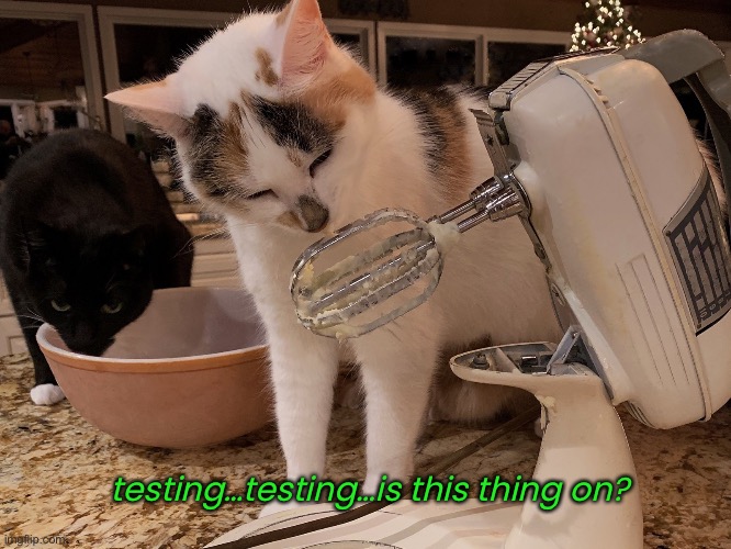 The Clean Up Crew | testing…testing…is this thing on? | image tagged in funny memes,funny cat memes | made w/ Imgflip meme maker