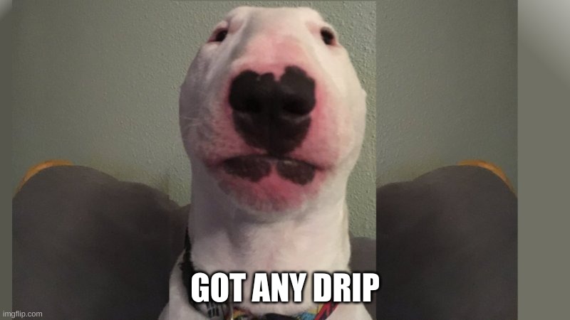 Walter The Dog | GOT ANY DRIP | image tagged in walter the dog | made w/ Imgflip meme maker