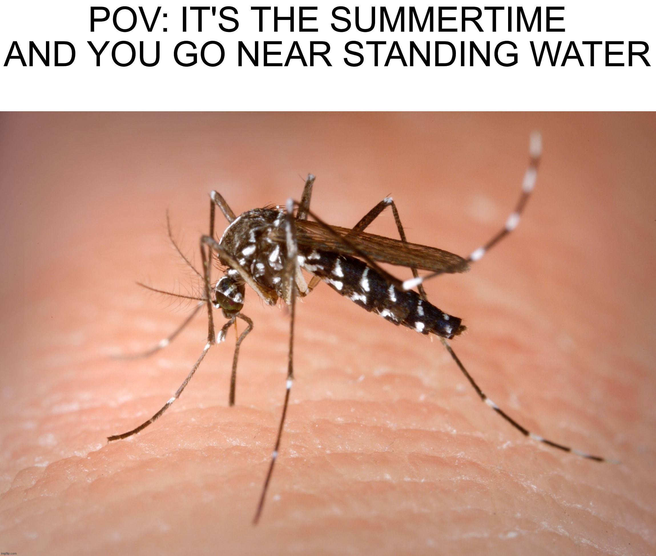 I hate this |  POV: IT'S THE SUMMERTIME AND YOU GO NEAR STANDING WATER | image tagged in mosquito,memes,funny,true story,annoying,water | made w/ Imgflip meme maker