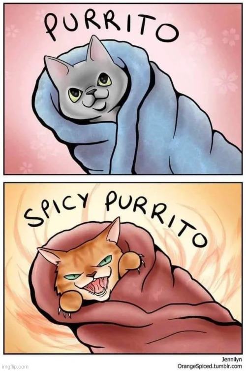Spicy purrito | image tagged in funny,cats,comics/cartoons,cat,animals | made w/ Imgflip meme maker