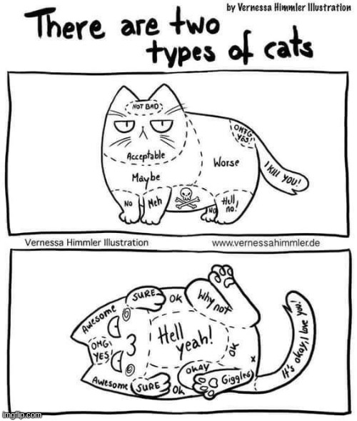 2 types of cats | image tagged in funny,comics/cartoons,cats,animals,cat | made w/ Imgflip meme maker