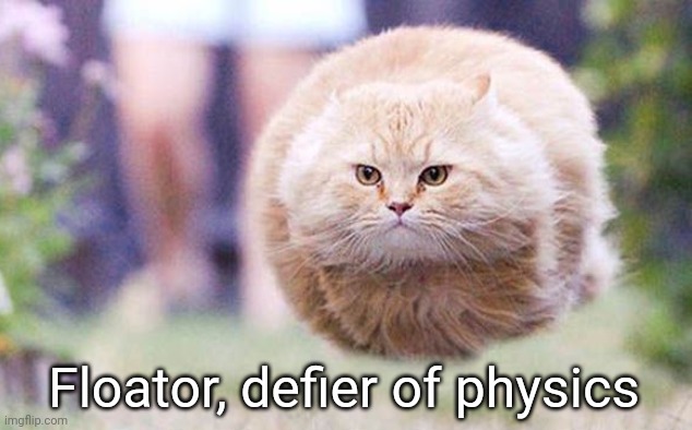 Floating cat | Floator, defier of physics | image tagged in floating cat | made w/ Imgflip meme maker