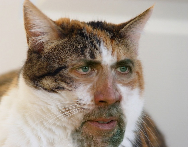 Cat Nicholas Cage Blank Meme Template