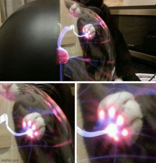 THE TOE BEANS IGNITE | image tagged in cat | made w/ Imgflip meme maker