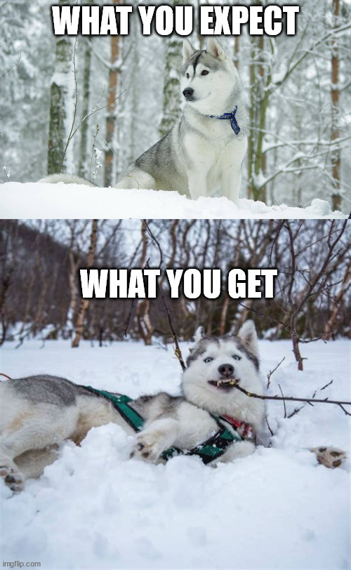 Huskies | WHAT YOU EXPECT; WHAT YOU GET | image tagged in dogs,funny,snow | made w/ Imgflip meme maker