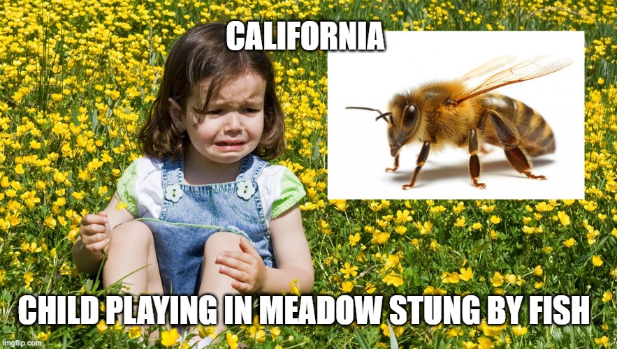 Stung by a fish | CALIFORNIA; CHILD PLAYING IN MEADOW STUNG BY FISH | made w/ Imgflip meme maker