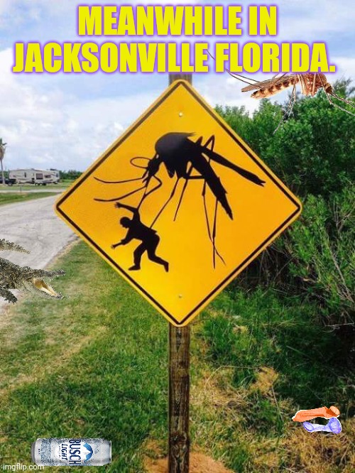 No. This is not okay | MEANWHILE IN JACKSONVILLE FLORIDA. | image tagged in mosquito,no,this is not okie dokie,florida man week,bugs | made w/ Imgflip meme maker