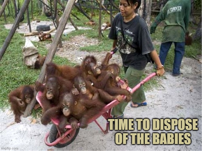 Wheelbarrow Orangutans | TIME TO DISPOSE OF THE BABIES | image tagged in wheelbarrow orangutans | made w/ Imgflip meme maker