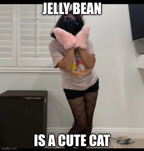 jelly cat | JELLY BEAN; IS A CUTE CAT | image tagged in jelly cat | made w/ Imgflip meme maker