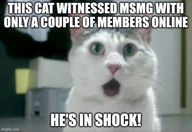 OMG Cat | THIS CAT WITNESSED MSMG WITH ONLY A COUPLE OF MEMBERS ONLINE; HE'S IN SHOCK! | image tagged in memes,omg cat | made w/ Imgflip meme maker