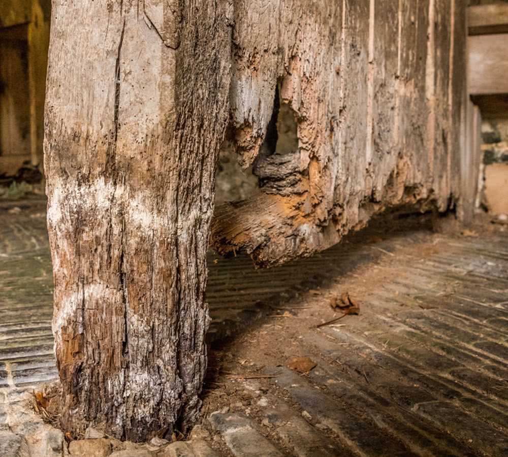 How to Identify and Treat Dry Rot & Wet Rot Blank Meme Template