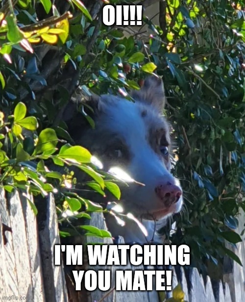 OI!!! I'M WATCHING YOU MATE! | made w/ Imgflip meme maker