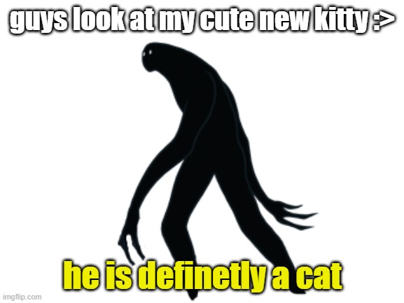 Not sure if adopting it tho | guys look at my cute new kitty :>; he is definetly a cat | image tagged in definetly a cat,not sure if adopting,idk why am i talking in tags,anyways | made w/ Imgflip meme maker