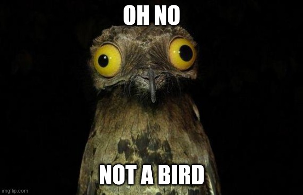 Weird Stuff I Do Potoo Meme | OH NO NOT A BIRD | image tagged in memes,weird stuff i do potoo | made w/ Imgflip meme maker