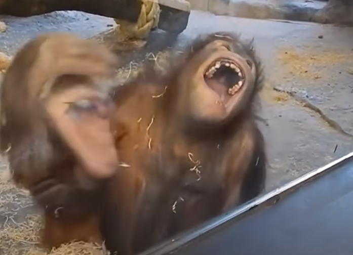 monke Blank Meme Template