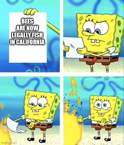 Spongebob yeet | BEES ARE NOW LEGALLY FISH IN CALIFORNIA | image tagged in spongebob yeet | made w/ Imgflip meme maker