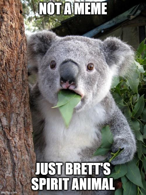 Surprised Koala Meme | NOT A MEME; JUST BRETT'S SPIRIT ANIMAL | image tagged in memes,surprised koala | made w/ Imgflip meme maker