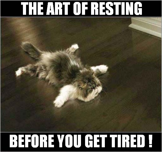 Laziness ! | THE ART OF RESTING; BEFORE YOU GET TIRED ! | image tagged in cats,lazy cat,resting | made w/ Imgflip meme maker