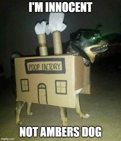Not Ambers Dog | I'M INNOCENT; NOT AMBERS DOG | image tagged in not ambers dog | made w/ Imgflip meme maker